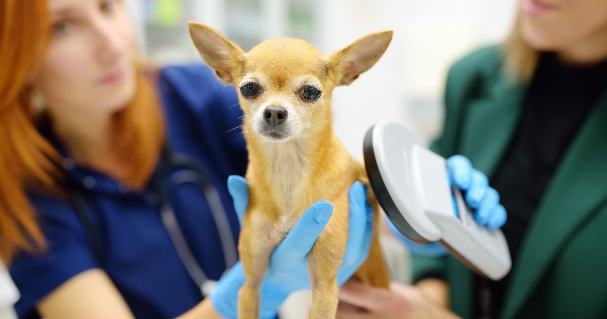 A veterinarian is using a microchip scanner to scan a small tan-colored chihuahua