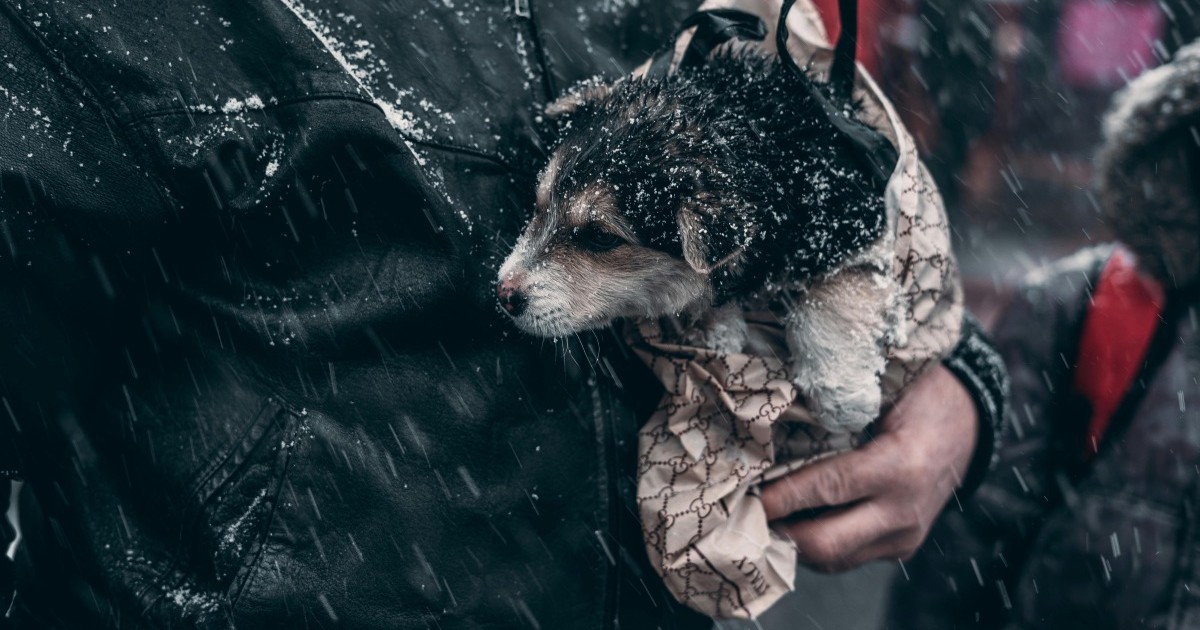A small black and tan dog covered with snow is being held by a person