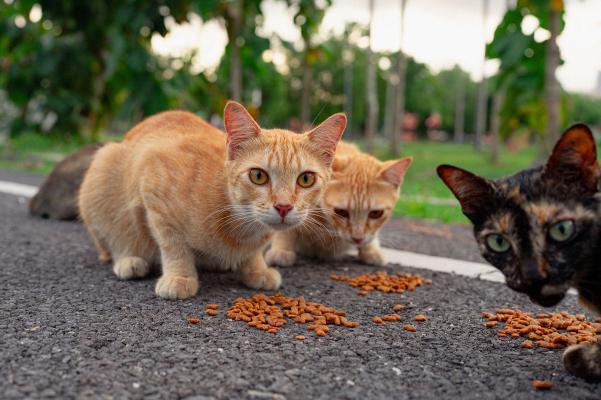 Two orange tabby cats and a tortoiseshell cat are eating outside near a road.