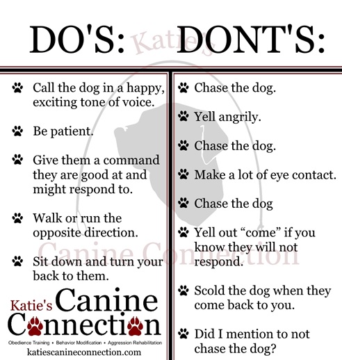 Lost Dog Do's and Don'ts